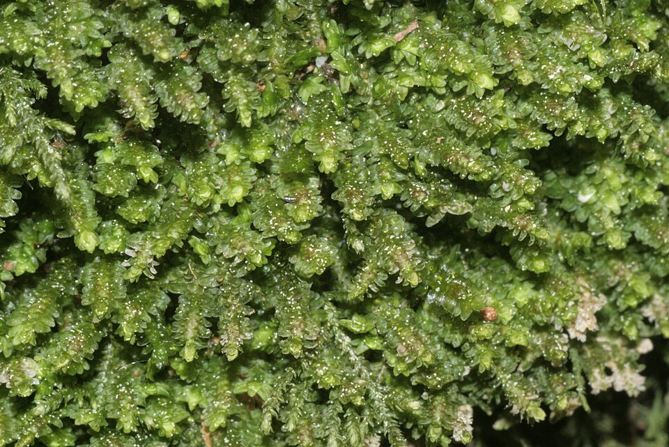 Diplophyllum albicans (White Earwort)