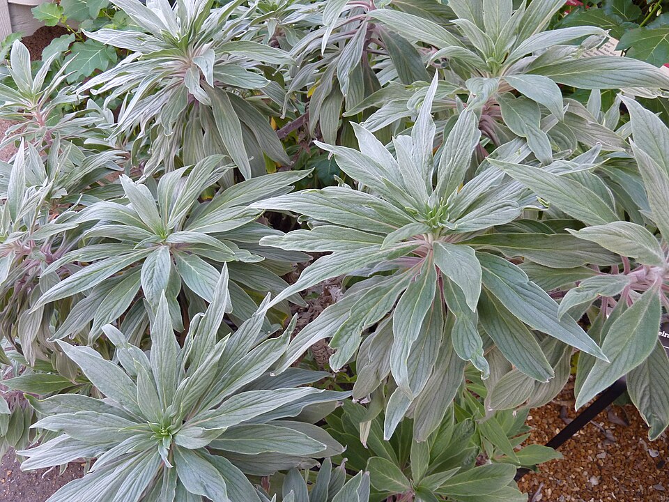 Echium candicans (Pride of Madeira) (alternate view 6)