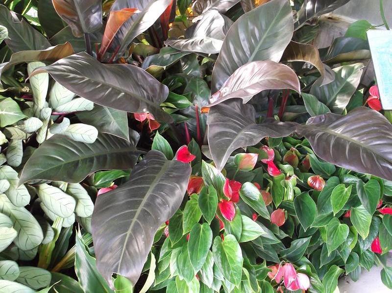 Philodendron 'Rojo Congo' (Rojo Congo Philodendron) (alternate view 3)