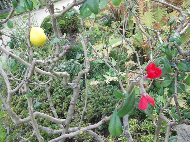 Chaenomeles japonica, Japanese quince — spreading deciduous (Rosaceae) (image 3 of 10)