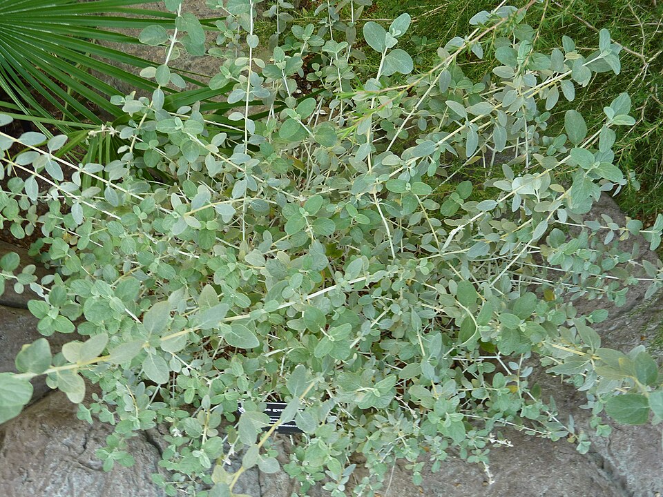 Teucrium fruticans (alternate view 11)
