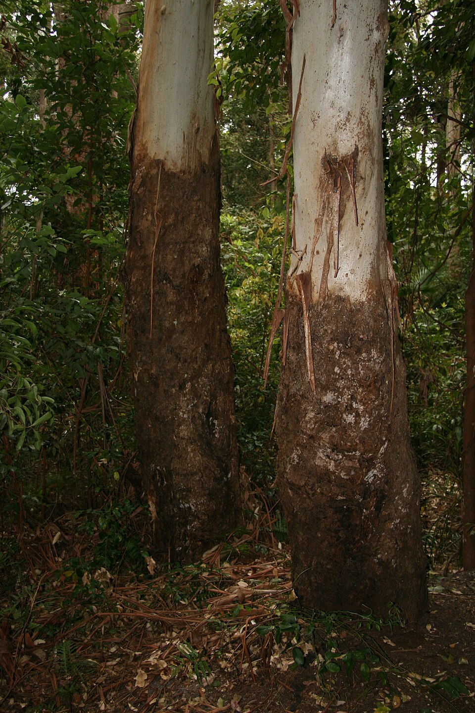 Eucalyptus grandis (Flooded Gum) (alternate view 8)
