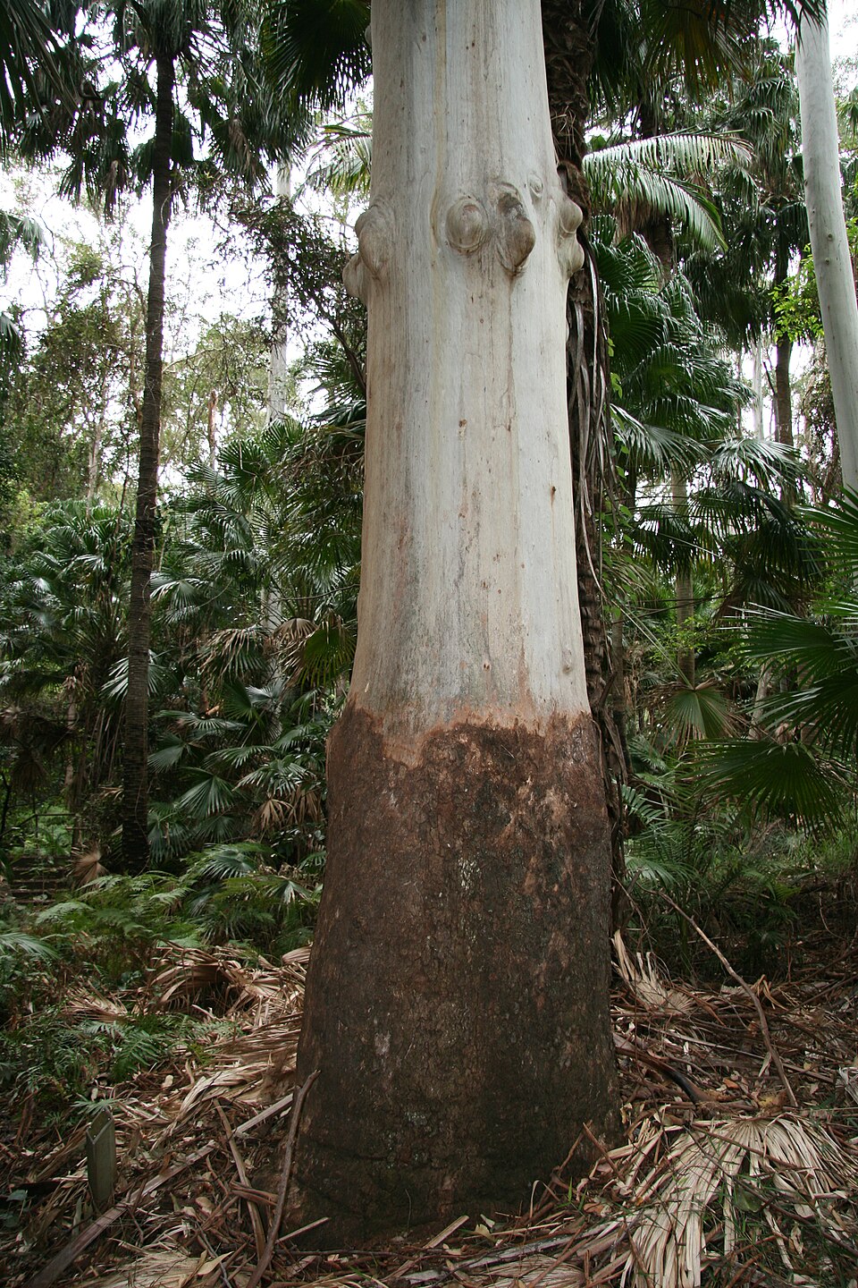 Eucalyptus grandis (Flooded Gum) (alternate view 9)