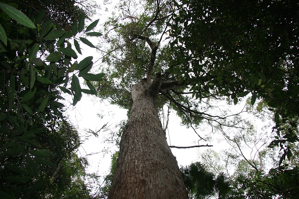 Eucalyptus microcorys (Tallowwood)