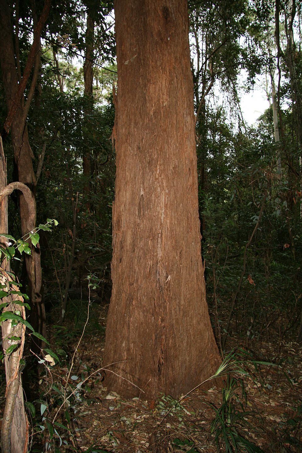 Eucalyptus microcorys (Tallowwood) (alternate view 2)