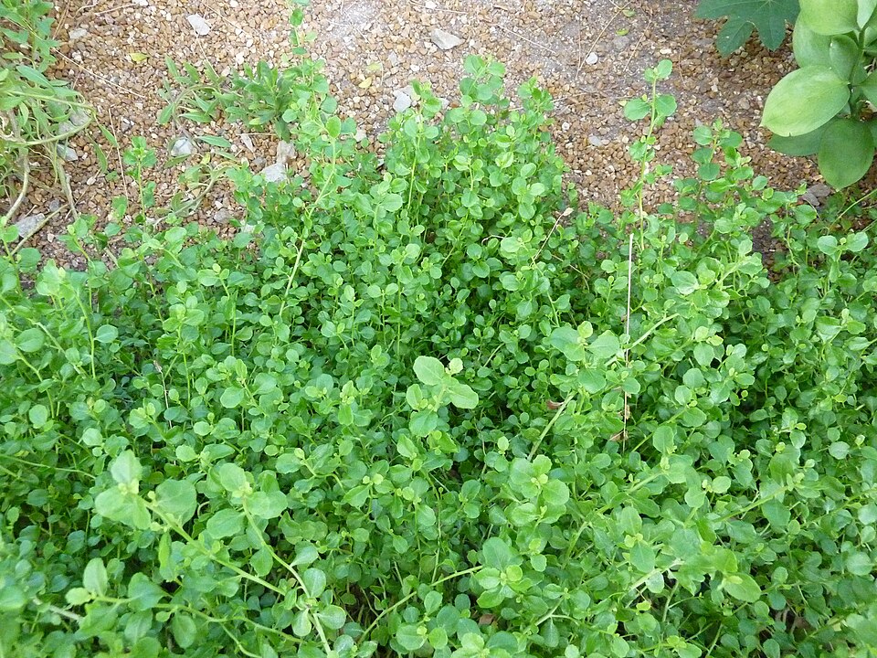 Baccharis pilularis (Coyote Brush) (alternate view 9)