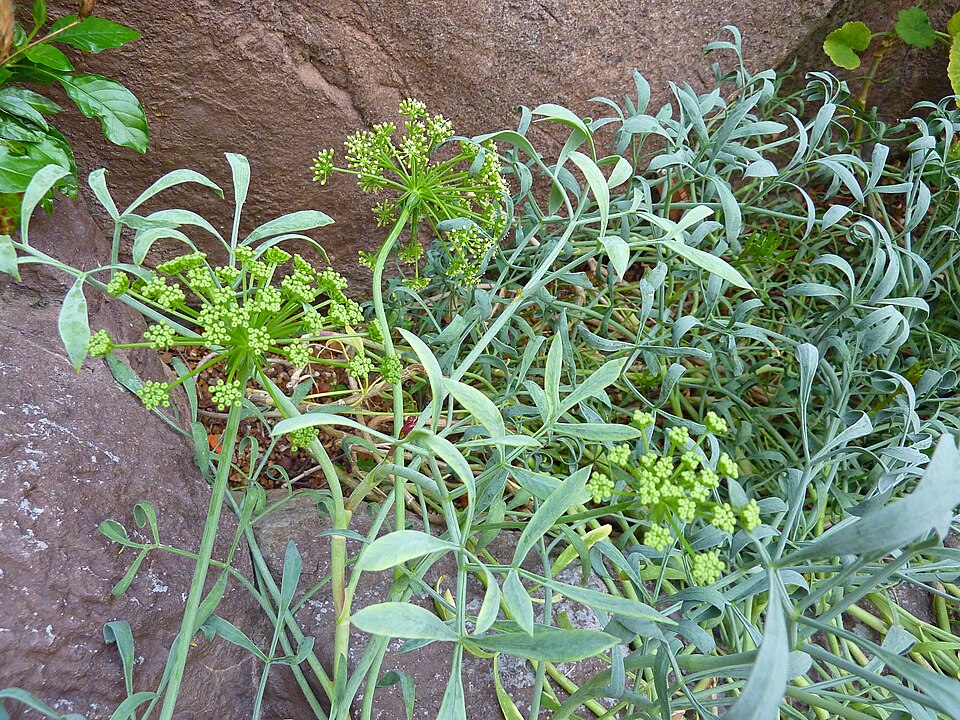 Crithmum maritimum (rock samphire)