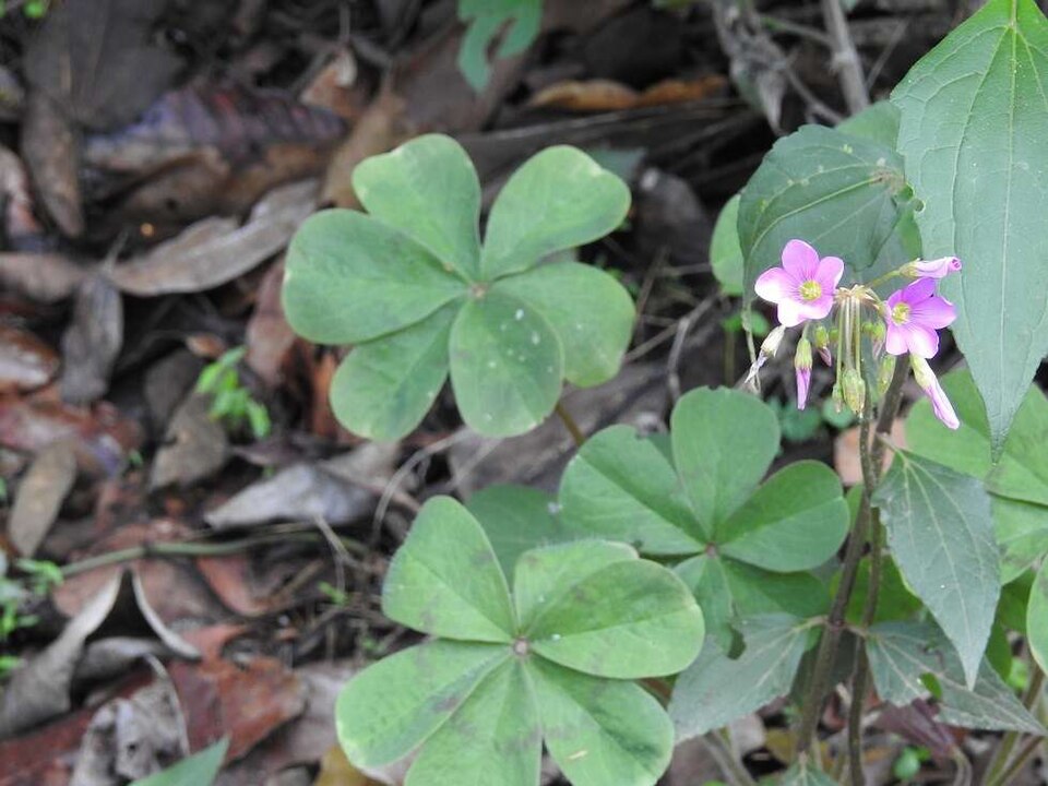 Oxalis (Woodsorrels) (alternate view 7)