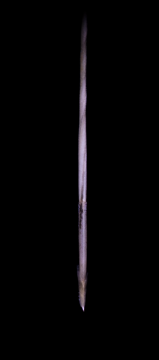 Aristida (threeawns and wiregrasses) (alternate view 3)