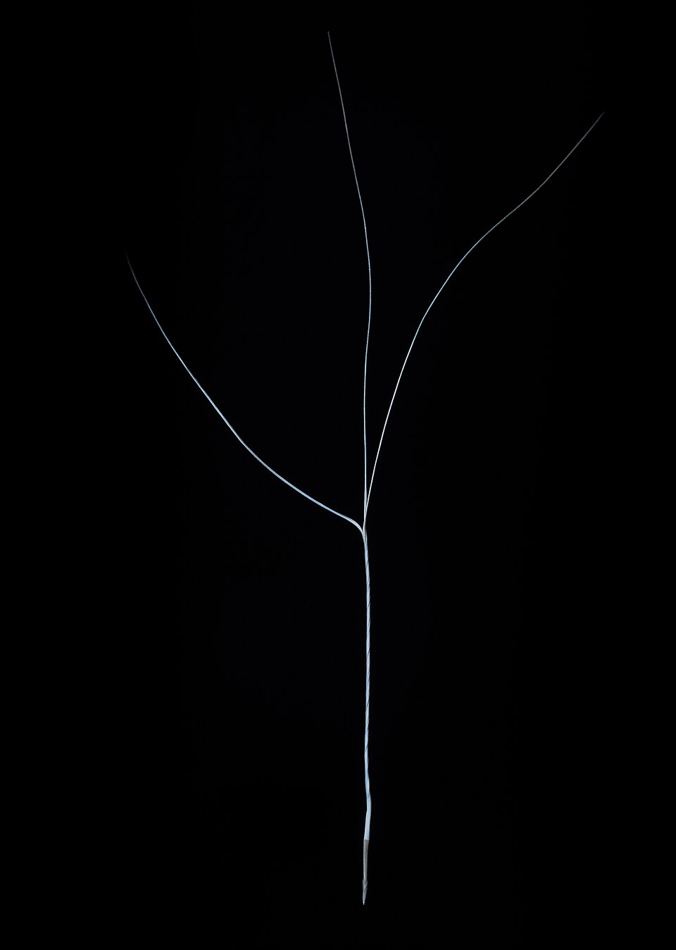 Aristida (threeawns and wiregrasses) (alternate view 4)
