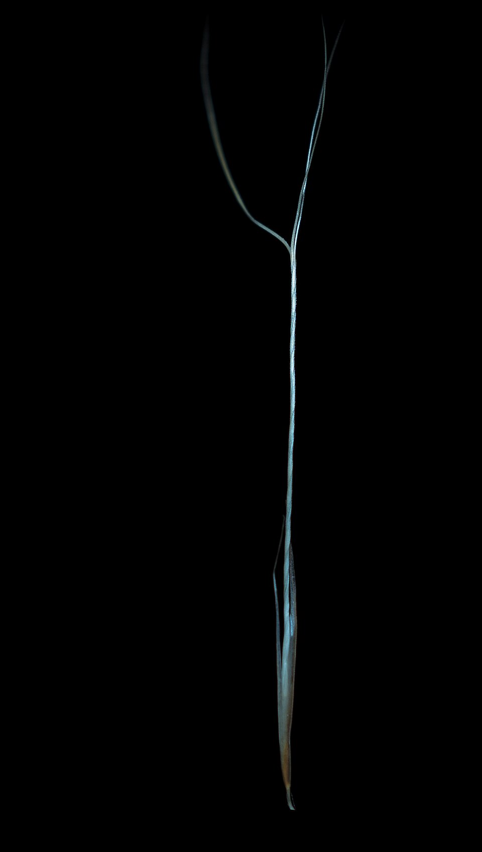 Aristida (threeawns and wiregrasses) (alternate view 5)