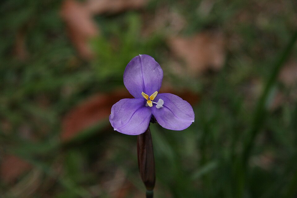 Patersonia fragilis (Short Purple-flag)