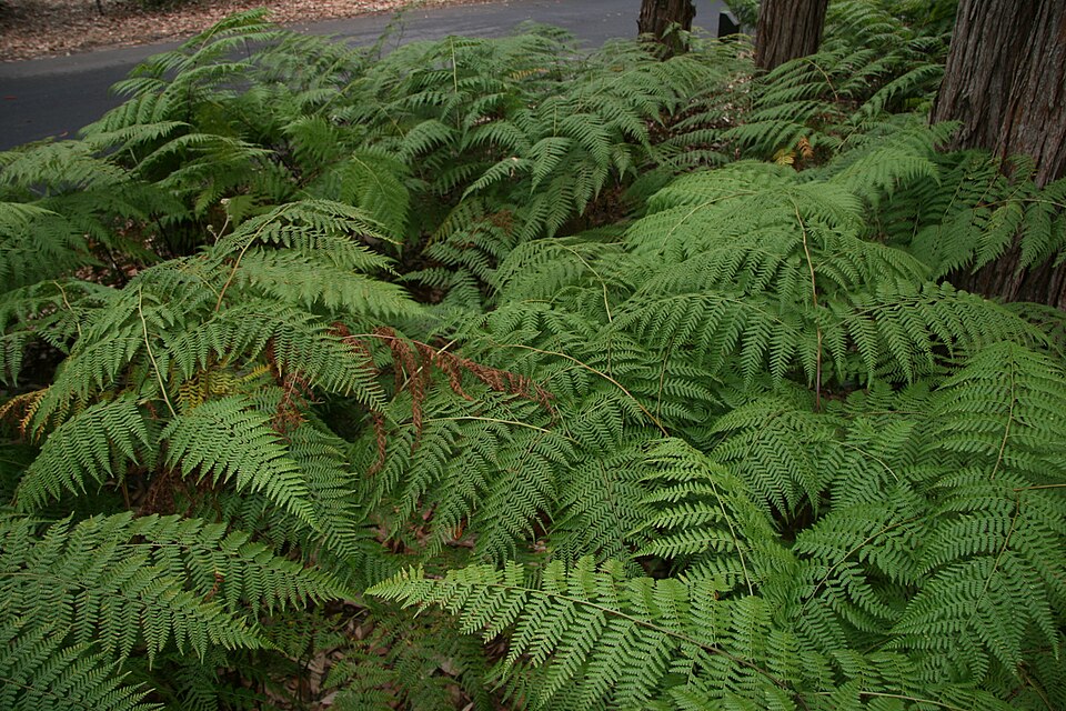 Calochlaena dubia (Common Ground Fern) (alternate view 7)