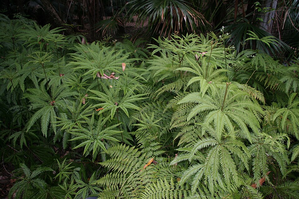 Sticherus flabellatus (Shiny fan fern) (alternate view 2)