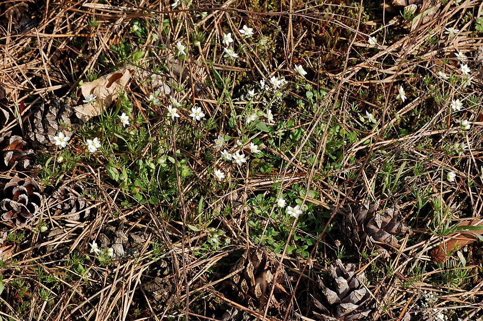 Spergula arvensis (Corn spurrey)