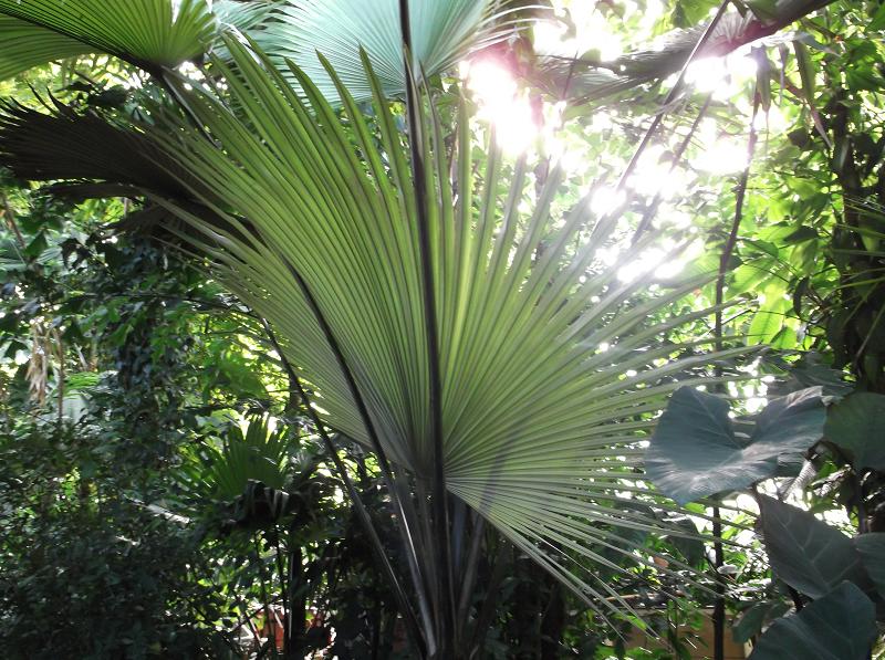 Pritchardia pacifica, Fiji fan palm — upright evergreen (Arecaceae) (image 6 of 10)