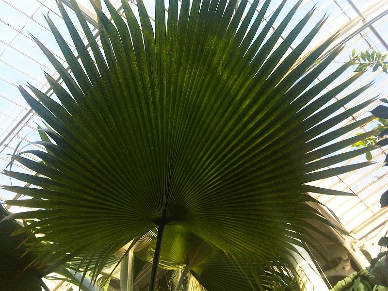 Pritchardia pacifica, Fiji fan palm — upright evergreen (Arecaceae) (image 7 of 10)