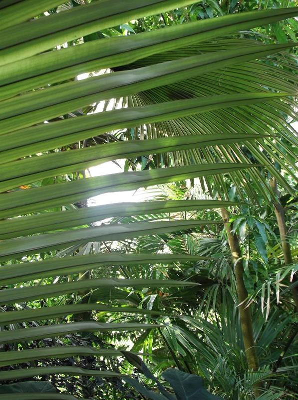 Pritchardia pacifica, Fiji fan palm — upright evergreen (Arecaceae) (image 8 of 10)