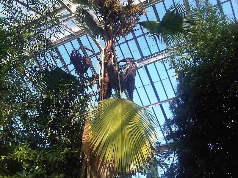 Pritchardia pacifica, Fiji fan palm — upright evergreen (Arecaceae) (image 9 of 10)