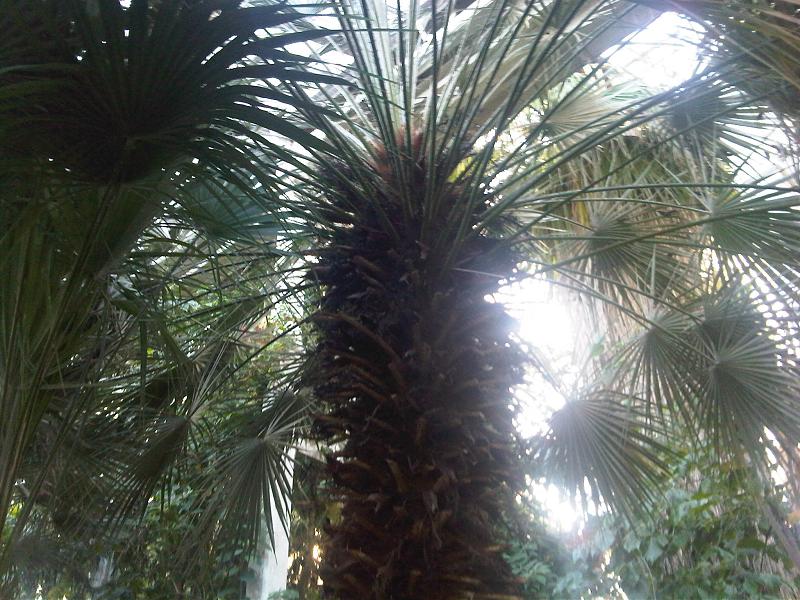 Pritchardia pacifica, Fiji fan palm — upright evergreen (Arecaceae) (image 10 of 10)