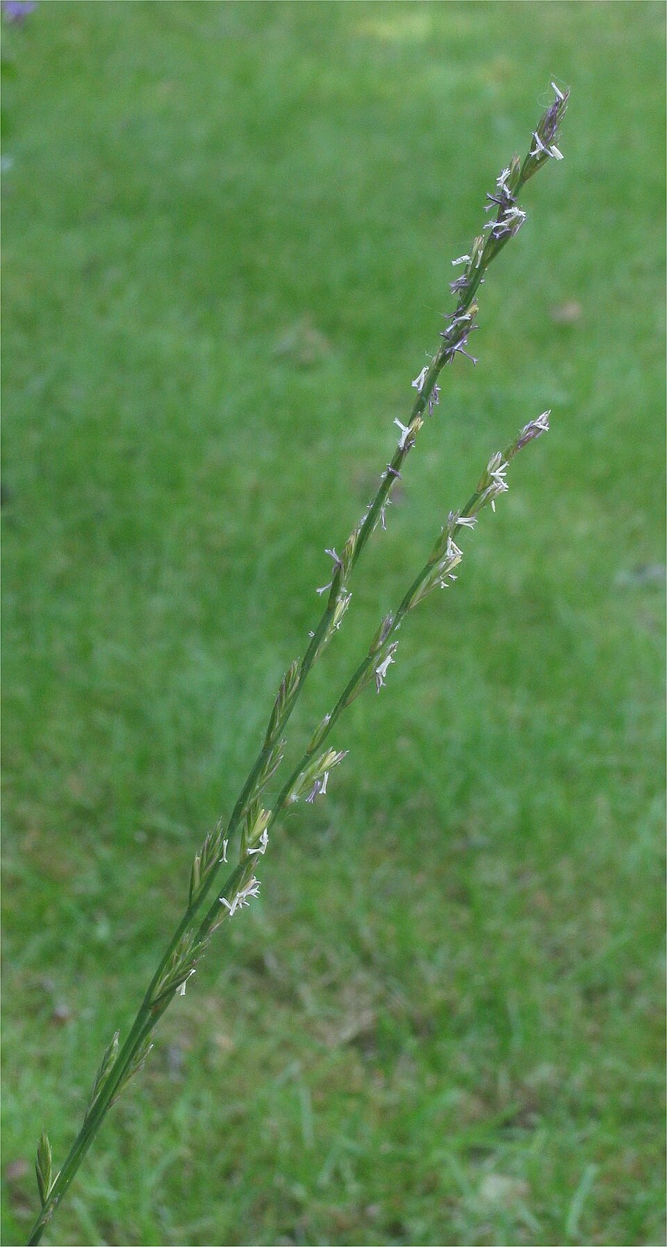 Lolium perenne (Perennial Ryegrass) (alternate view 6)