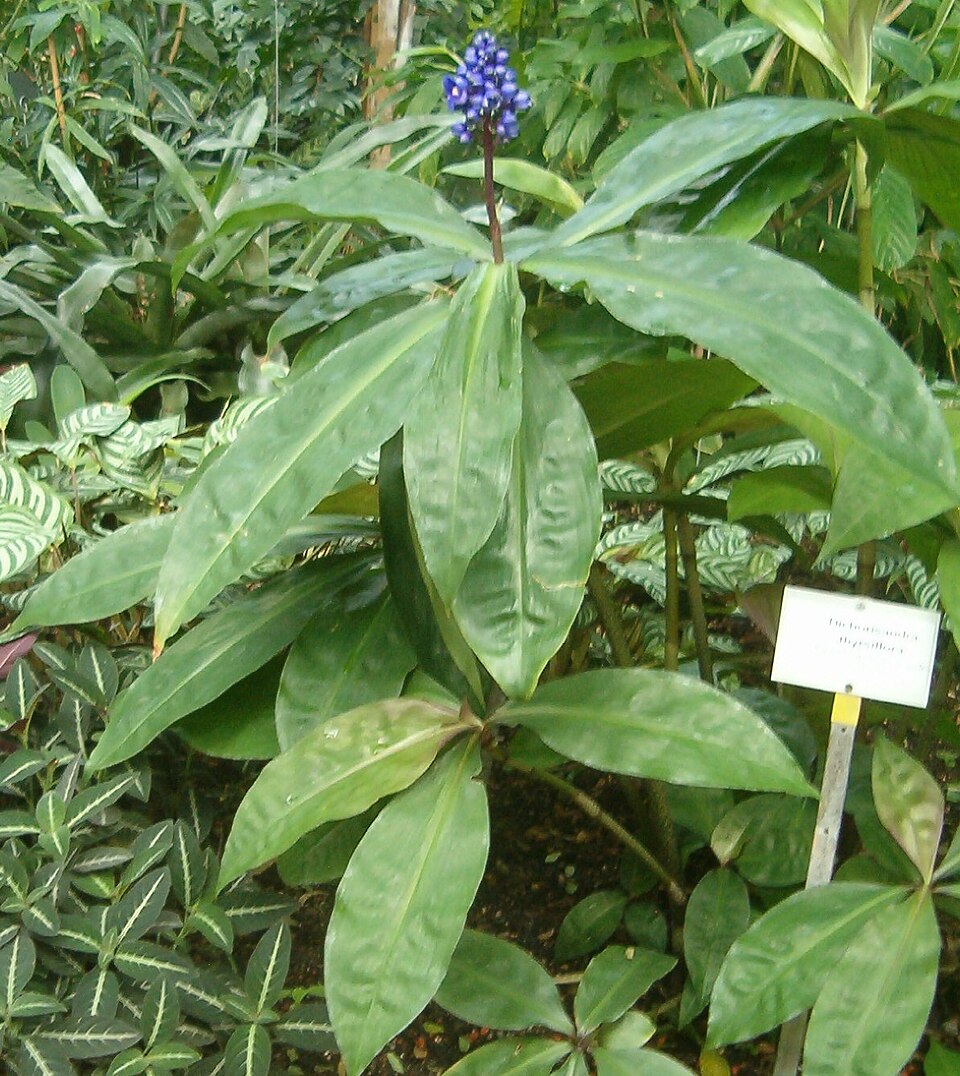 Dichorisandra thyrsiflora (Blue Ginger) (alternate view 14)