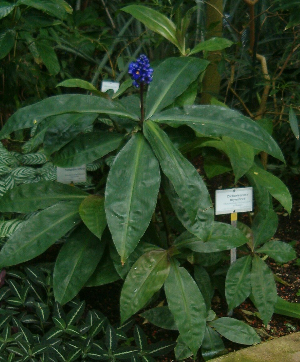 Dichorisandra thyrsiflora (Blue Ginger) (alternate view 15)
