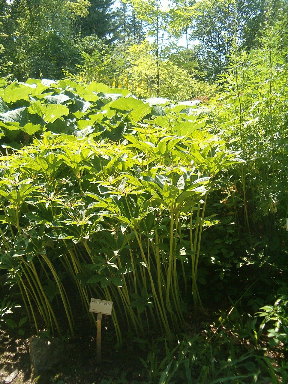 Paris polyphylla (multi-leaf paris) (alternate view 8)