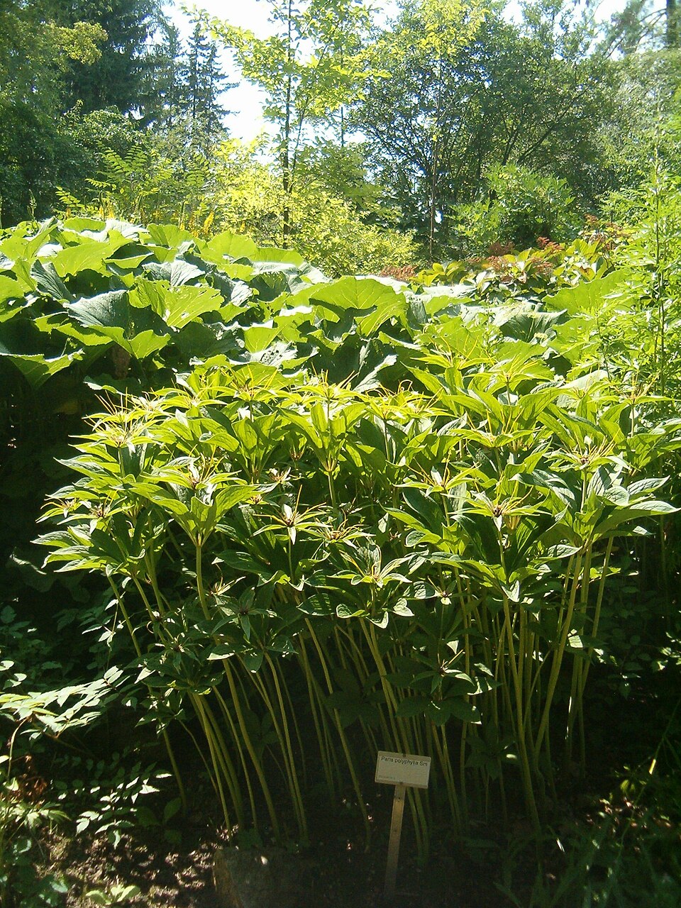 Paris polyphylla (multi-leaf paris) (alternate view 9)