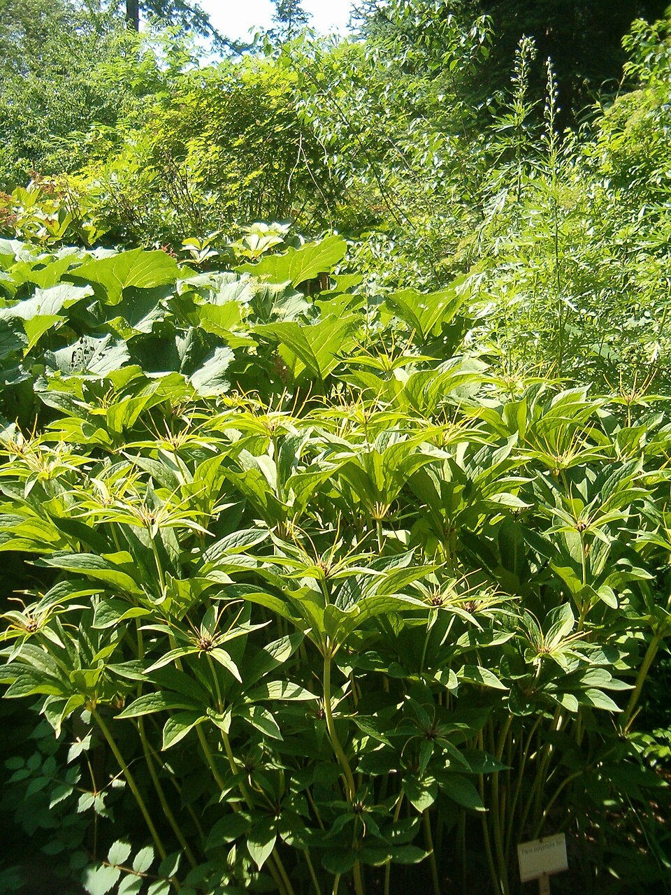 Paris polyphylla (multi-leaf paris) (alternate view 10)