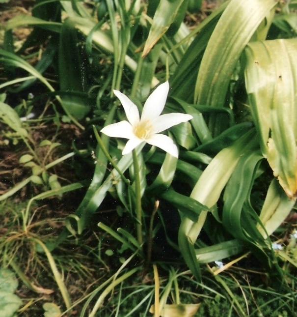 Zephyranthes atamasco (Atamasco Lily) (alternate view 6)