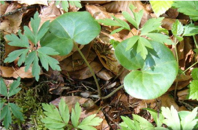 Asarum europaeum (European Wild Ginger) (alternate view 6)
