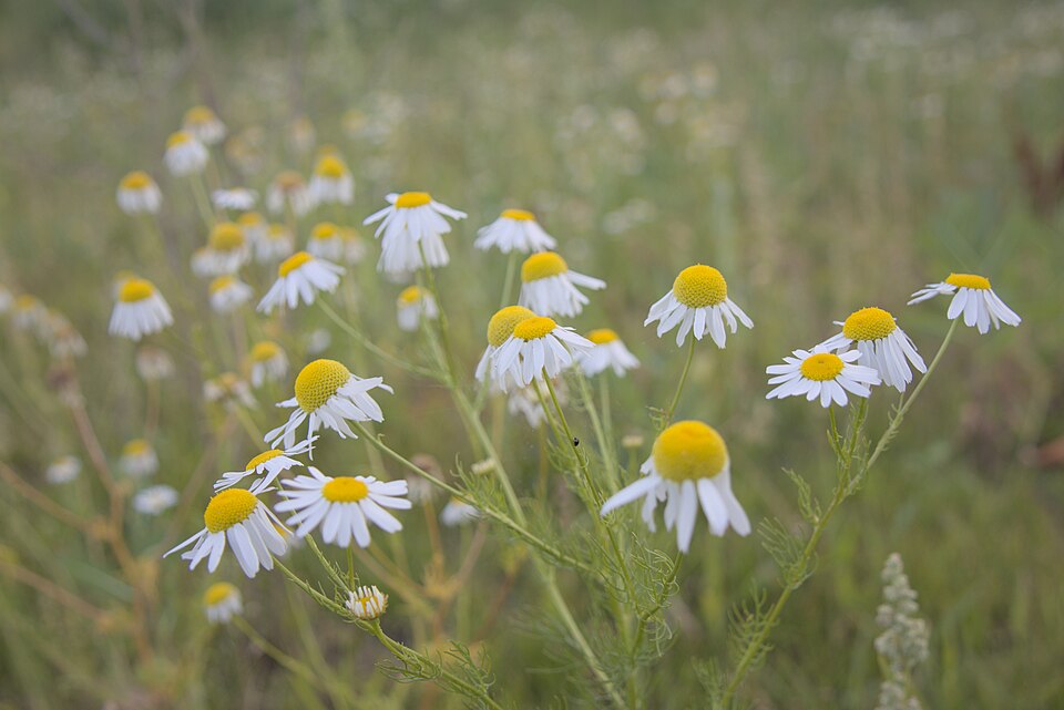 Anthemis (Chamomiles) (alternate view 4)