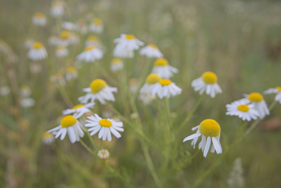 Anthemis (Chamomiles) (alternate view 5)
