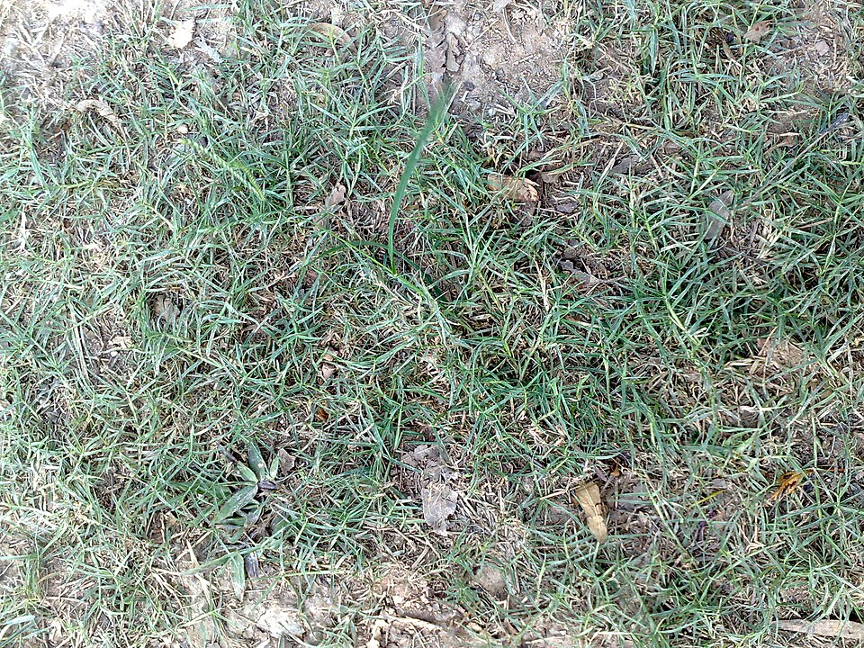 Cynodon dactylon (Bermuda Grass) (alternate view 11)