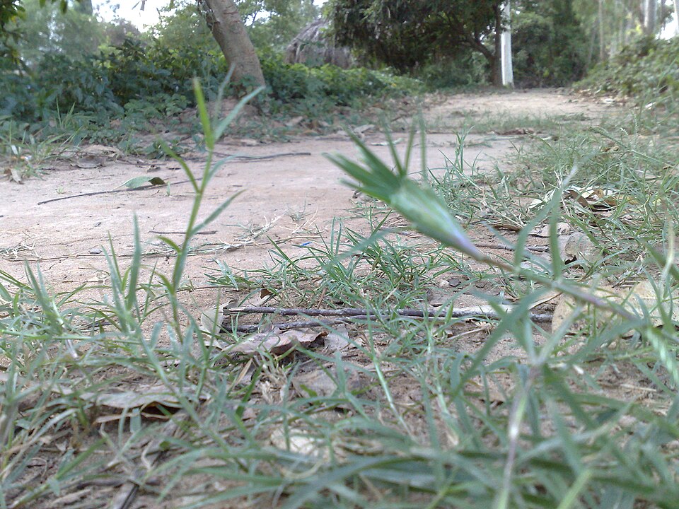 Cynodon dactylon (Bermuda Grass) (alternate view 12)