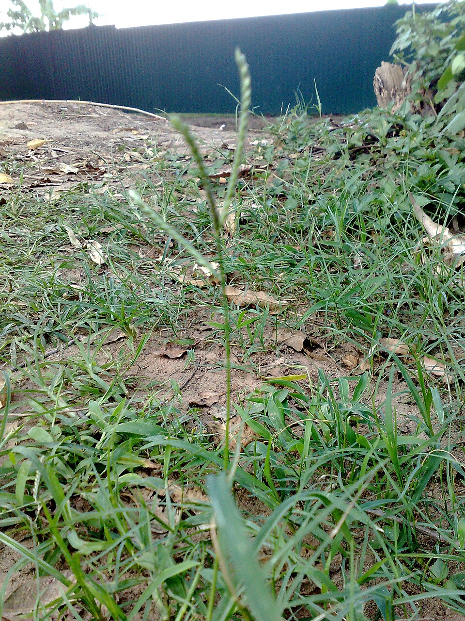 Cynodon dactylon (Bermuda Grass) (alternate view 13)