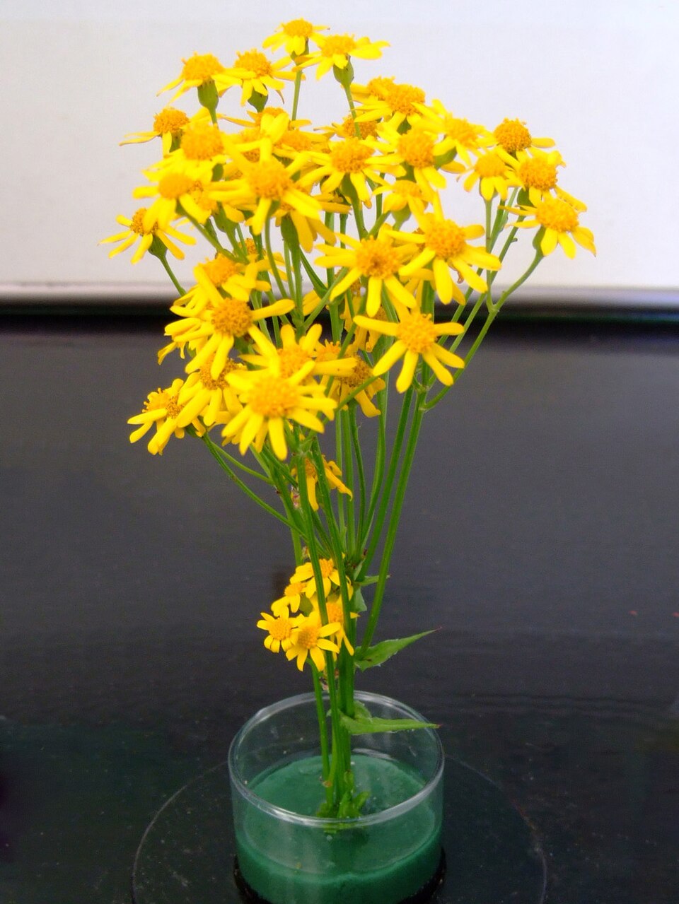 Packera obovata (roundleaf ragwort) (alternate view 7)