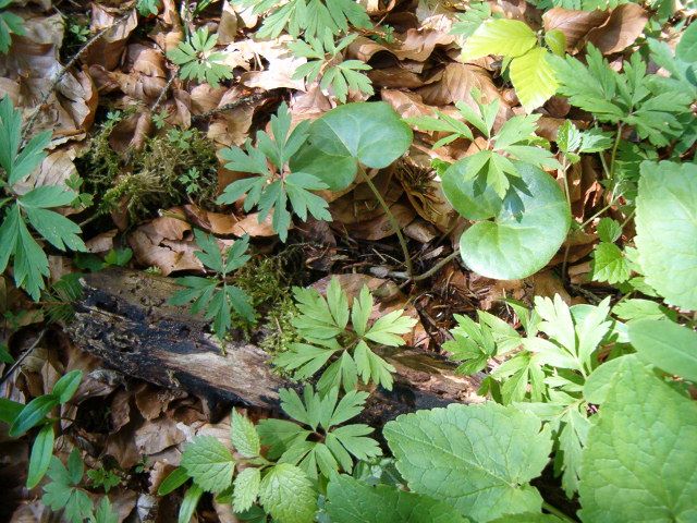 Asarum europaeum (European Wild Ginger) (alternate view 7)