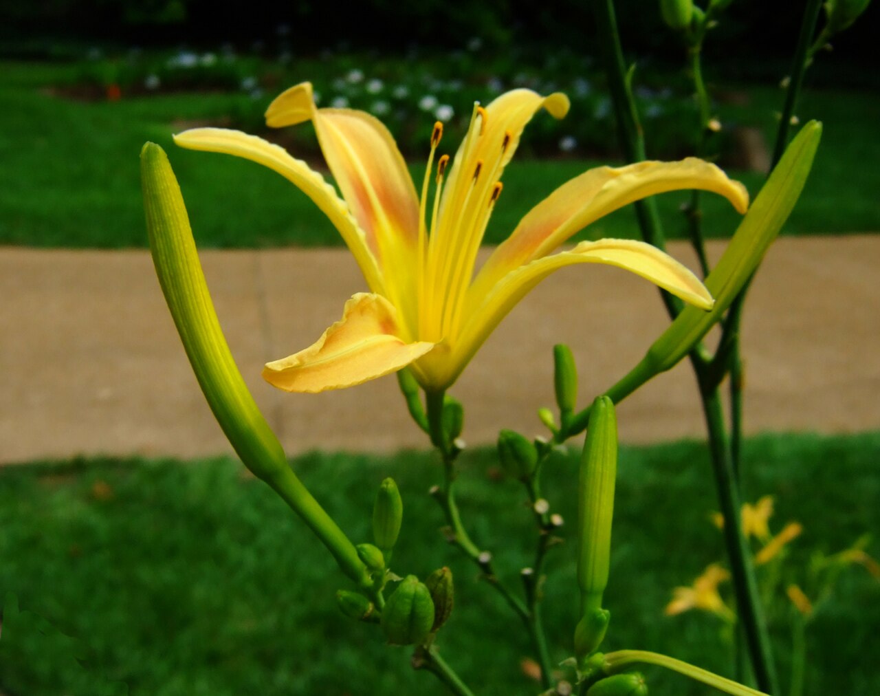 Hemerocallis citrina, Citron daylily — clumping deciduous (Asphodelaceae) (image 9 of 9)