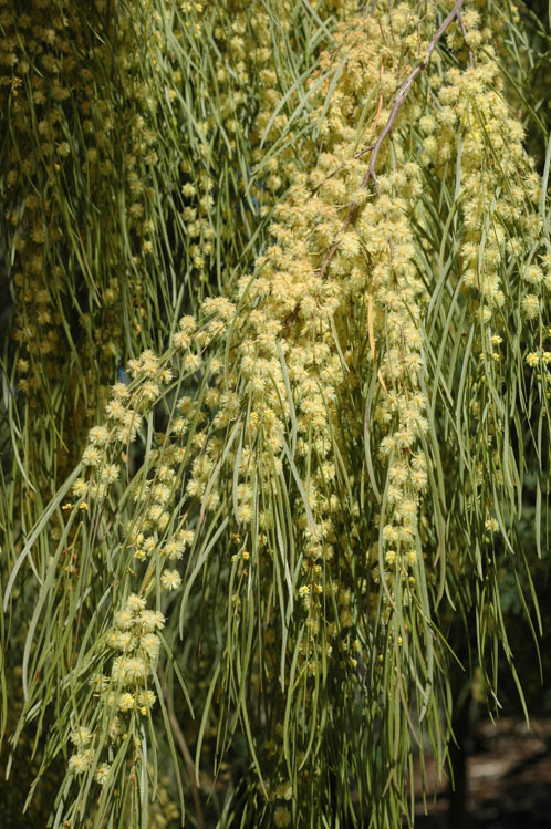 Acacia cognata, River wattle — spreading evergreen (Fabaceae) (image 4 of 8)