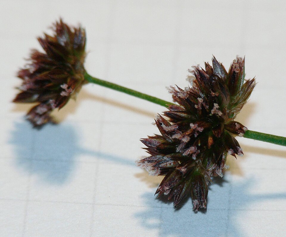 Juncus ensifolius (dagger-leaf rush) (alternate view 6)