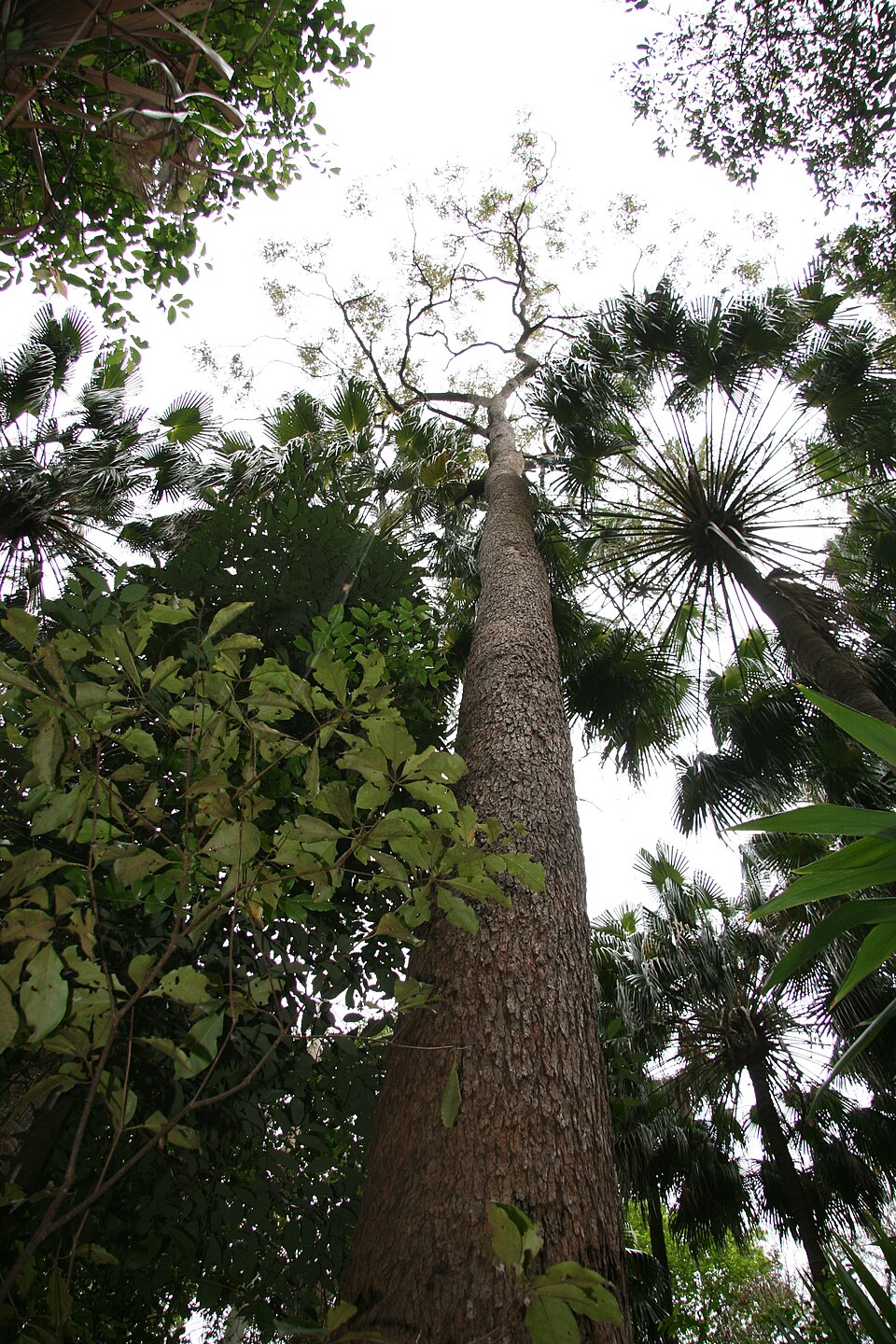 Corymbia intermedia (Pink Bloodwood)
