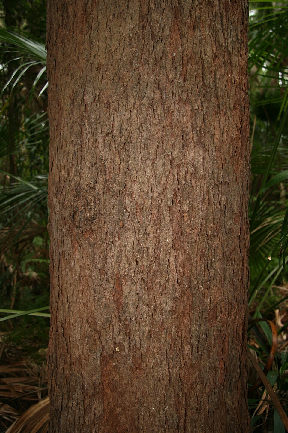 Corymbia intermedia (Pink Bloodwood) (alternate view 2)