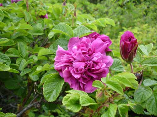 Rosa 'Hansa' (Hansa Rose) (alternate view 3)