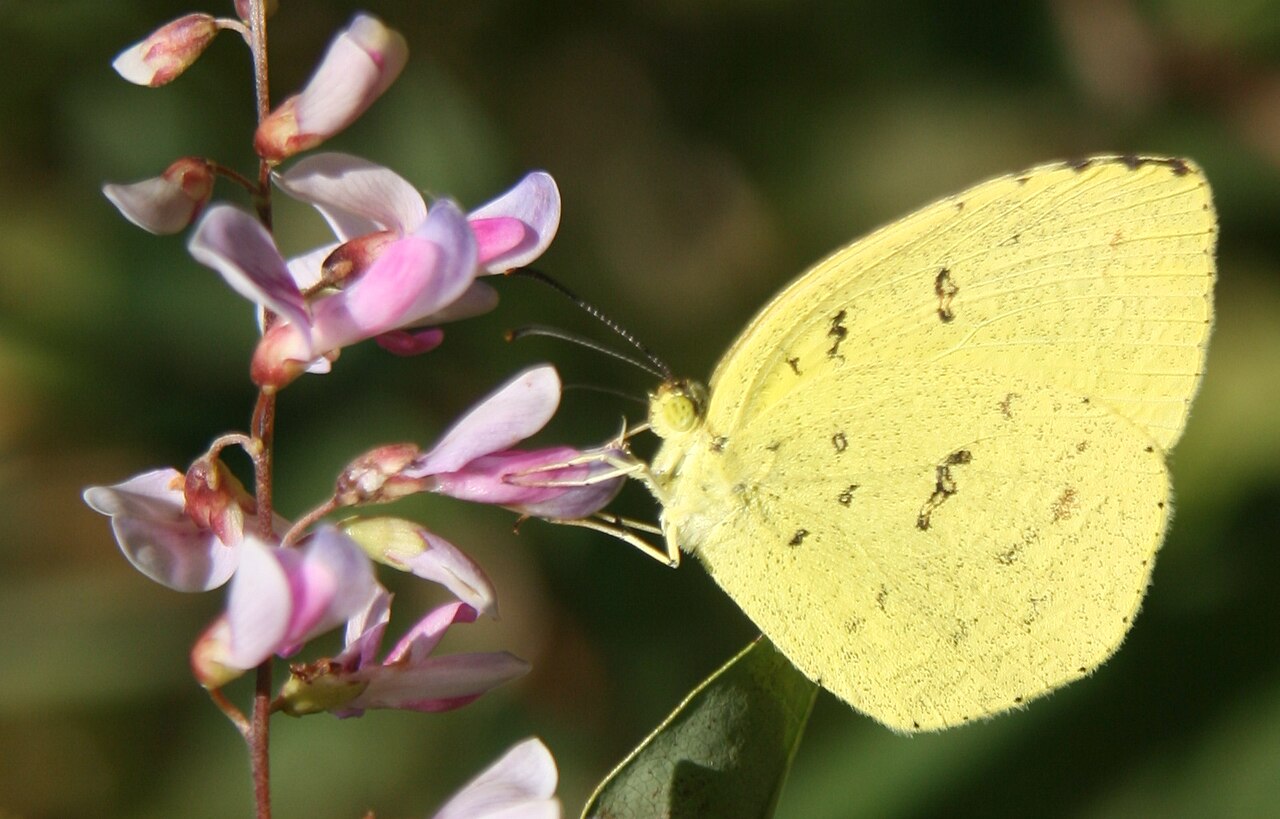 Lespedeza bicolor, Shrubby bush clover — spreading deciduous (Fabaceae) (image 3 of 10)