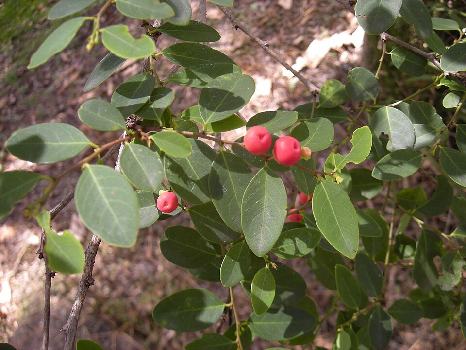 Breynia oblongifolia (coffee bush)