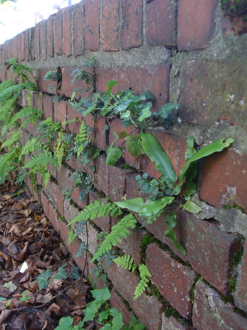 Dryopteris filix-mas (Male Fern) (alternate view 8)