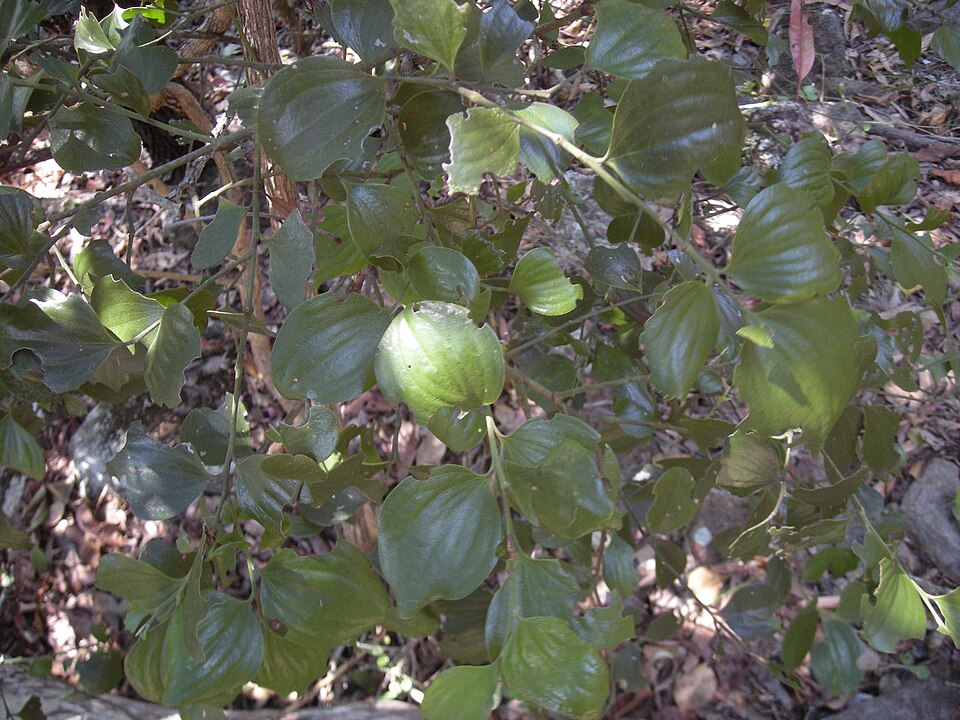 Exocarpos latifolius (Broad Leaved Native Cherry)