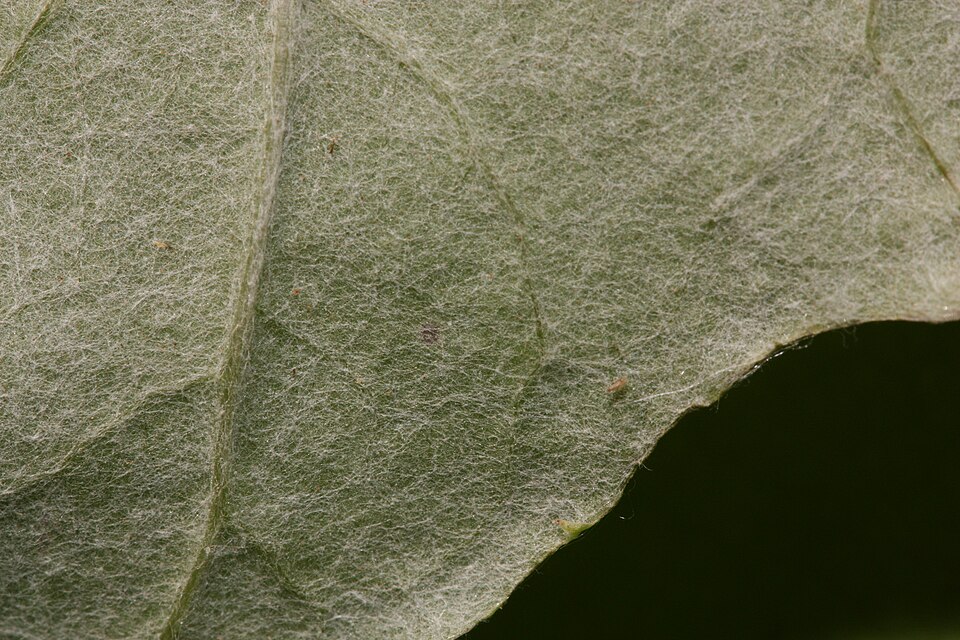 Adenocaulon bicolor (American trailplant) (alternate view 8)